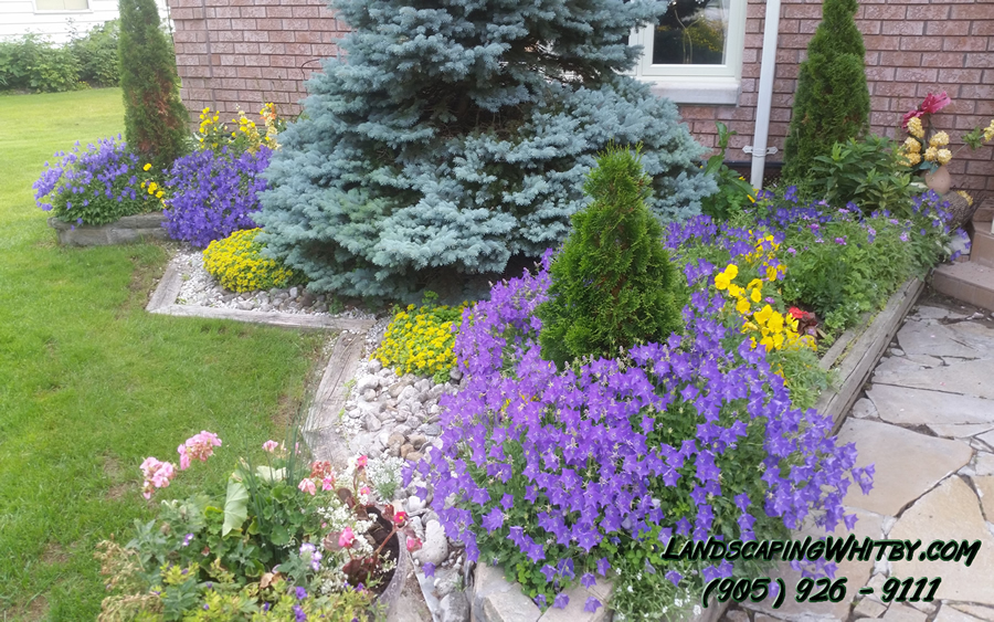 Plants Planting Colourful Perennials